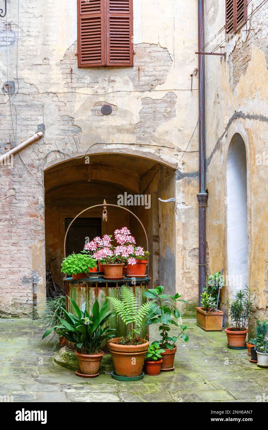 Blumenarrangement im Hinterhof Stockfoto