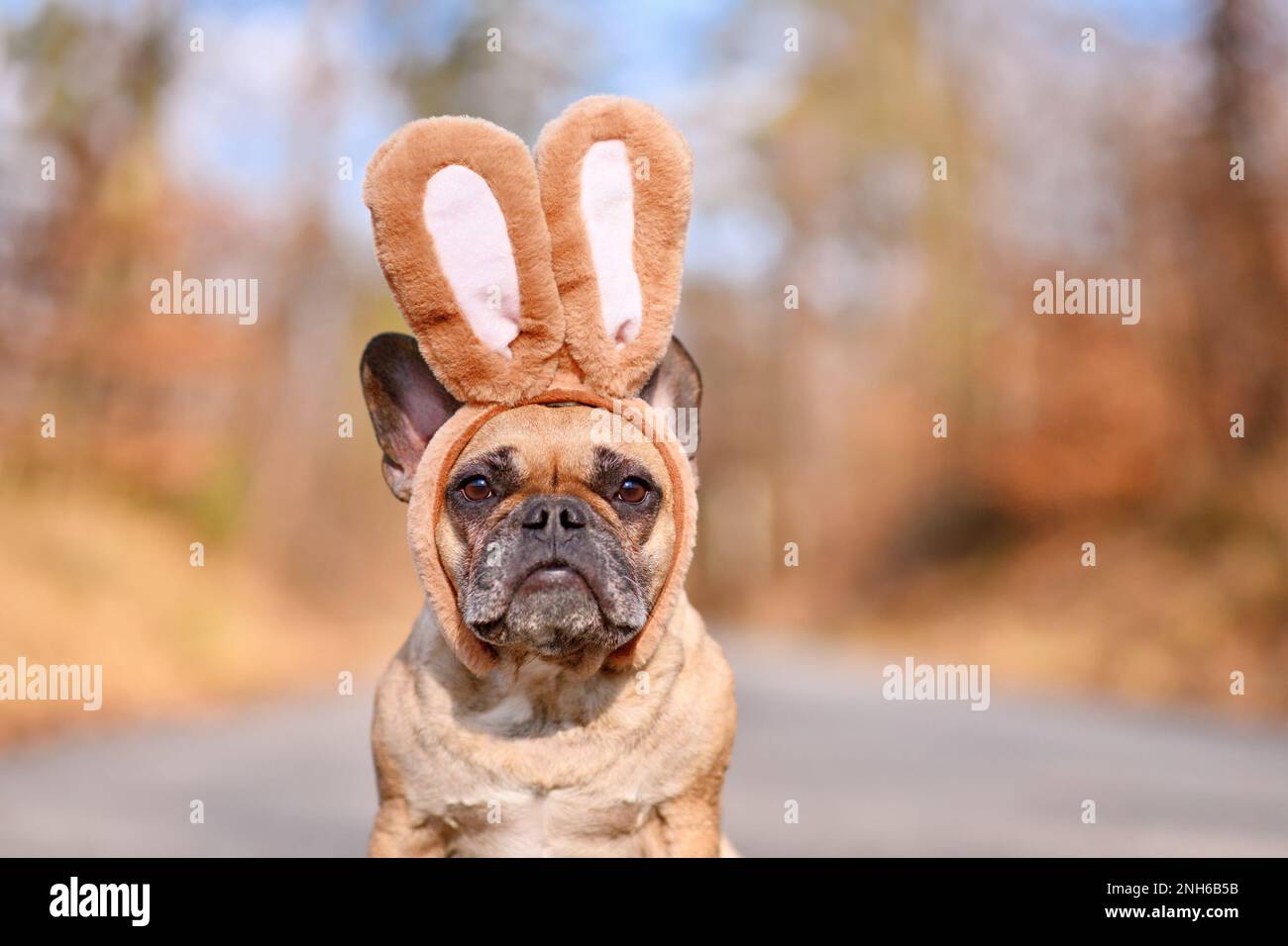 Französischer Bulldog mit Osterhäschen-Kostüm Ohren Stirnband Stockfoto