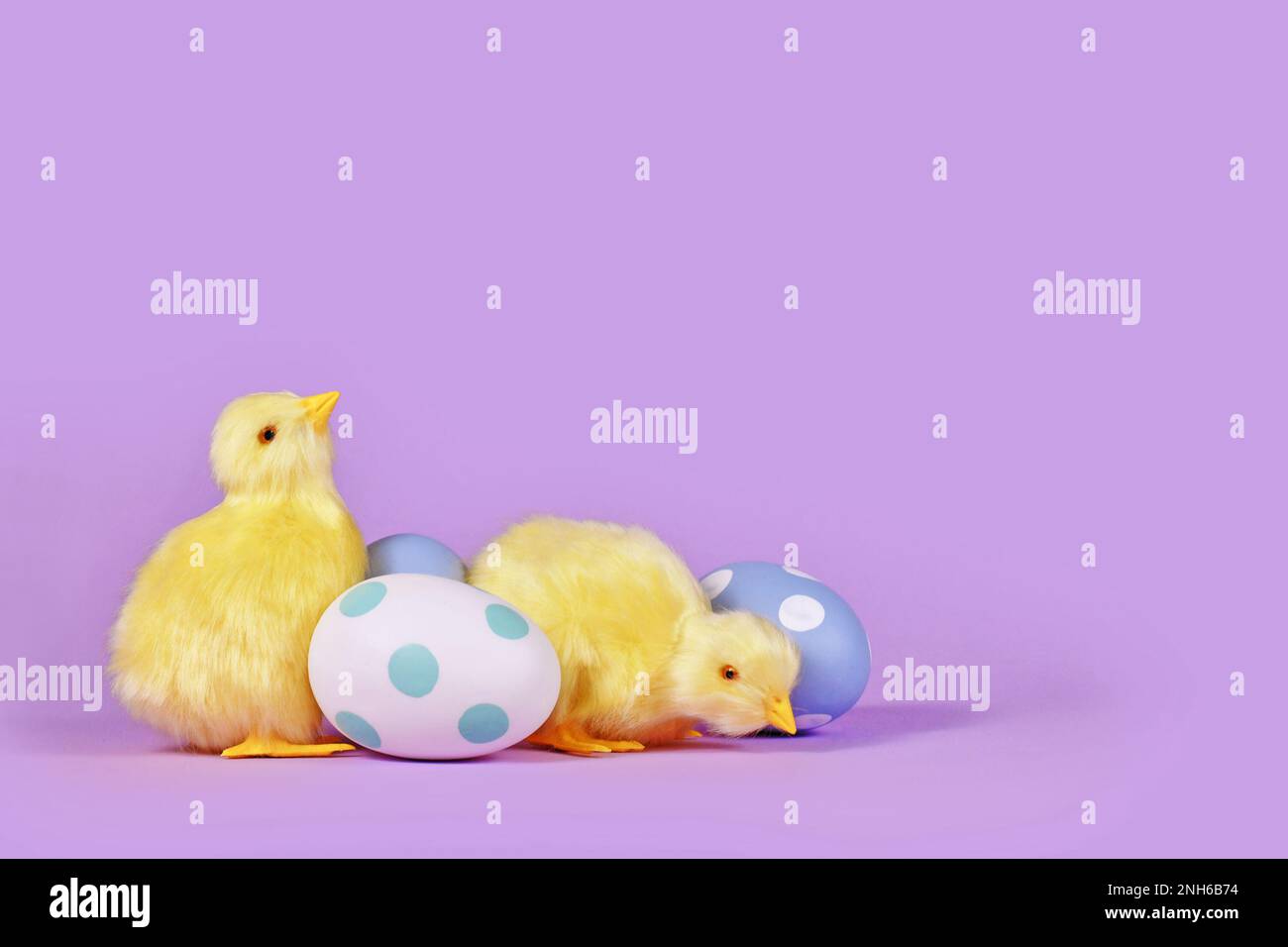 Osterhühnchen und pastellfarbene lackierte Eier in einer Ecke mit violettem Hintergrund und Kopierbereich Stockfoto