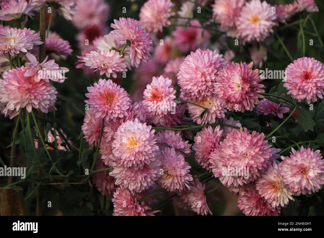 Chrysanthemen Blumenhintergrund, rosa Chrysanthemen im Garten Stockfoto