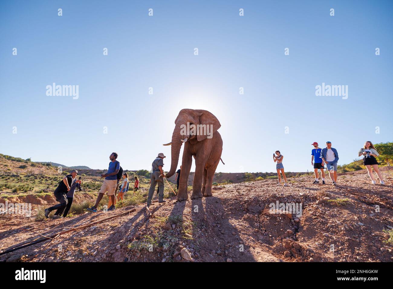 Touristen fotografieren und gehen mit einem afrikanischen Elefanten spazieren. Stockfoto