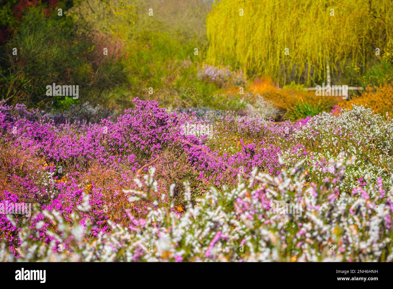 Rosafarbene und weiße Heideblumen blühen in der Isabella Plantation, einem Waldgarten im Richmond Park in London Stockfoto