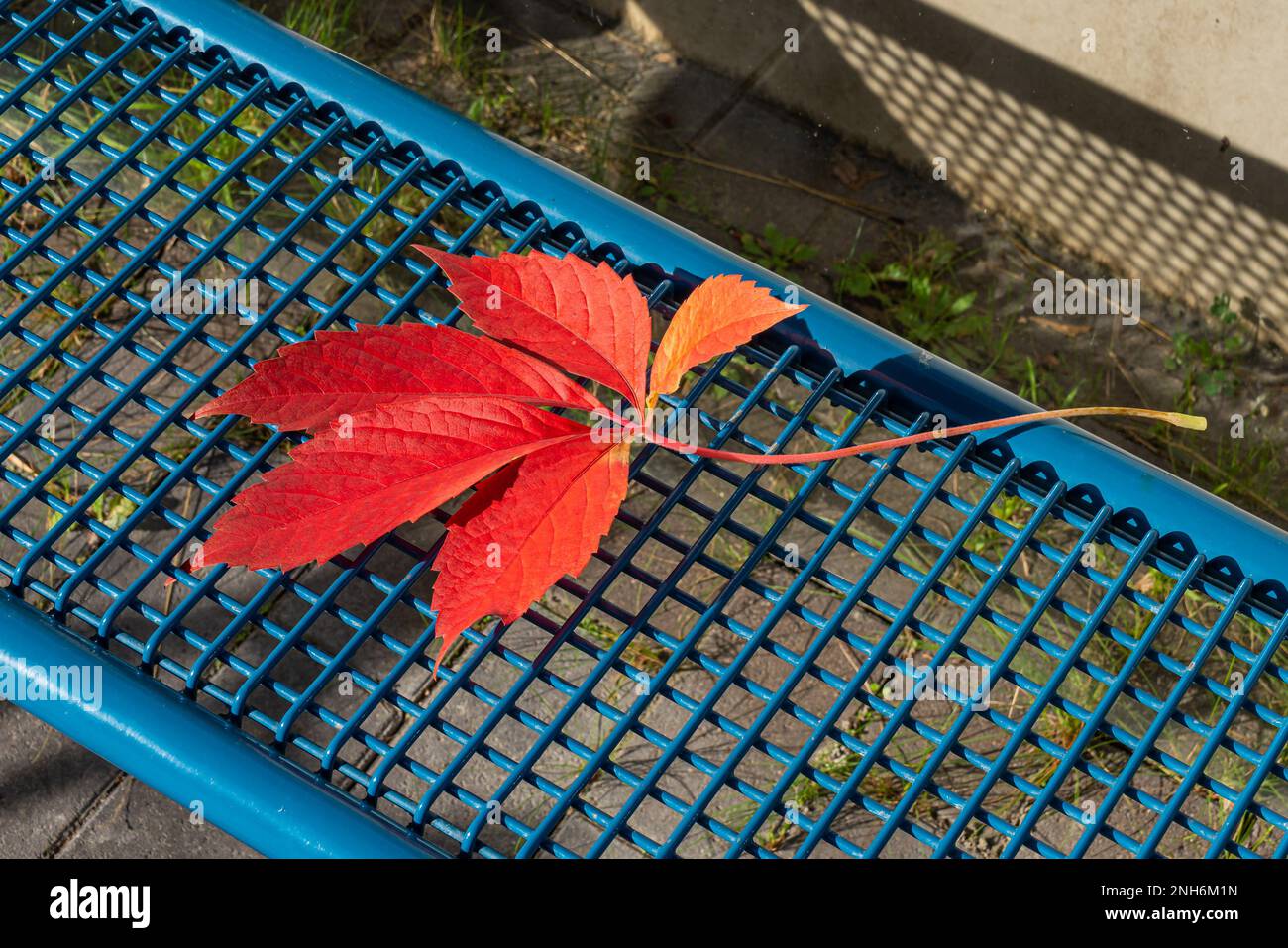 Rotes Blatt schleichender wilder parthenocissus auf einer Metallbank. Farbenfrohe lila-gelbe fünfblättrige Parthenociss im Herbst. Schließen. Stockfoto