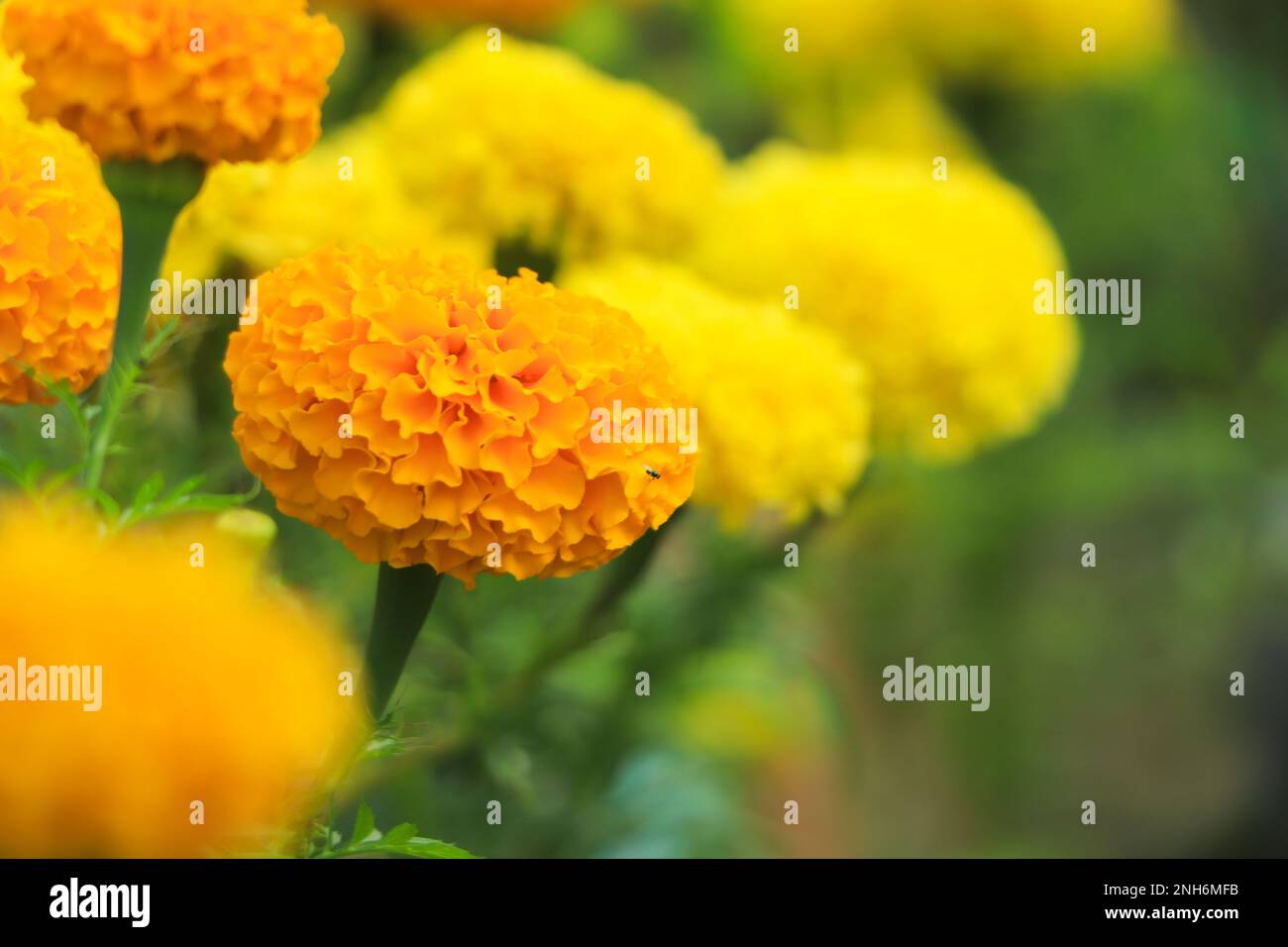Tagetes (Tagetes Erecta, mexikanische Ringelblume, aztekische Ringelblume, afrikanische Ringelblume) Stockfoto