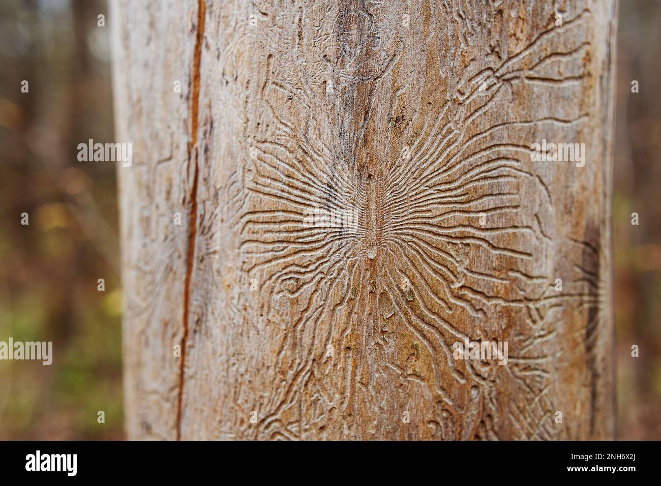 Seltsame Spuren von Insektenrindenkäfer in den Baum. Getrockneter Baum im Wald ohne Rinde. Stockfoto