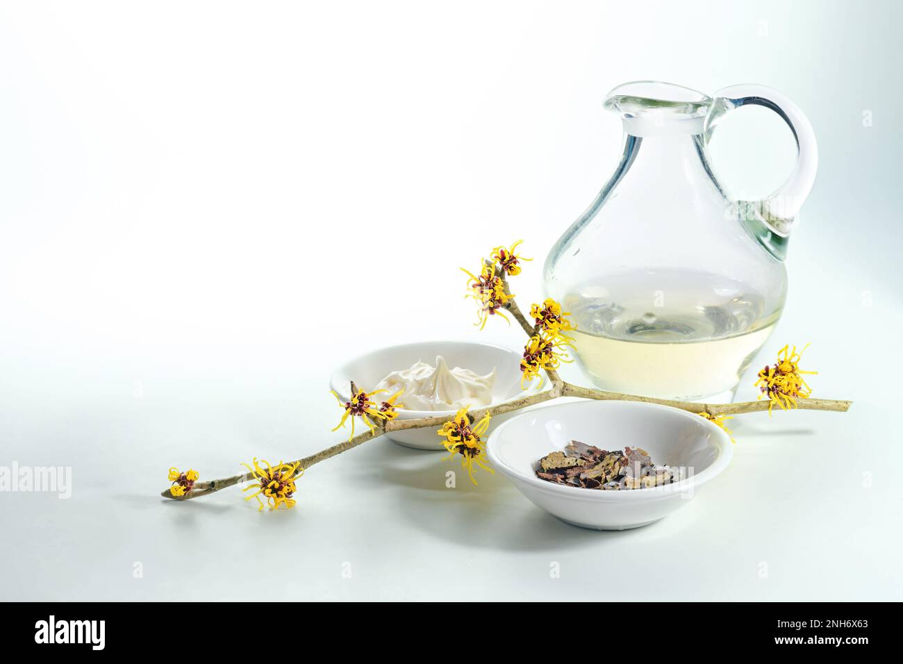 Glaskanne mit Essenz, Hautcreme und getrocknete Rinde aus Hamamelis oder Hexenhasel, natürliche Kosmetika der mittelmäßigen Pflanze, hellgrauer grüner Hintergrund, c Stockfoto