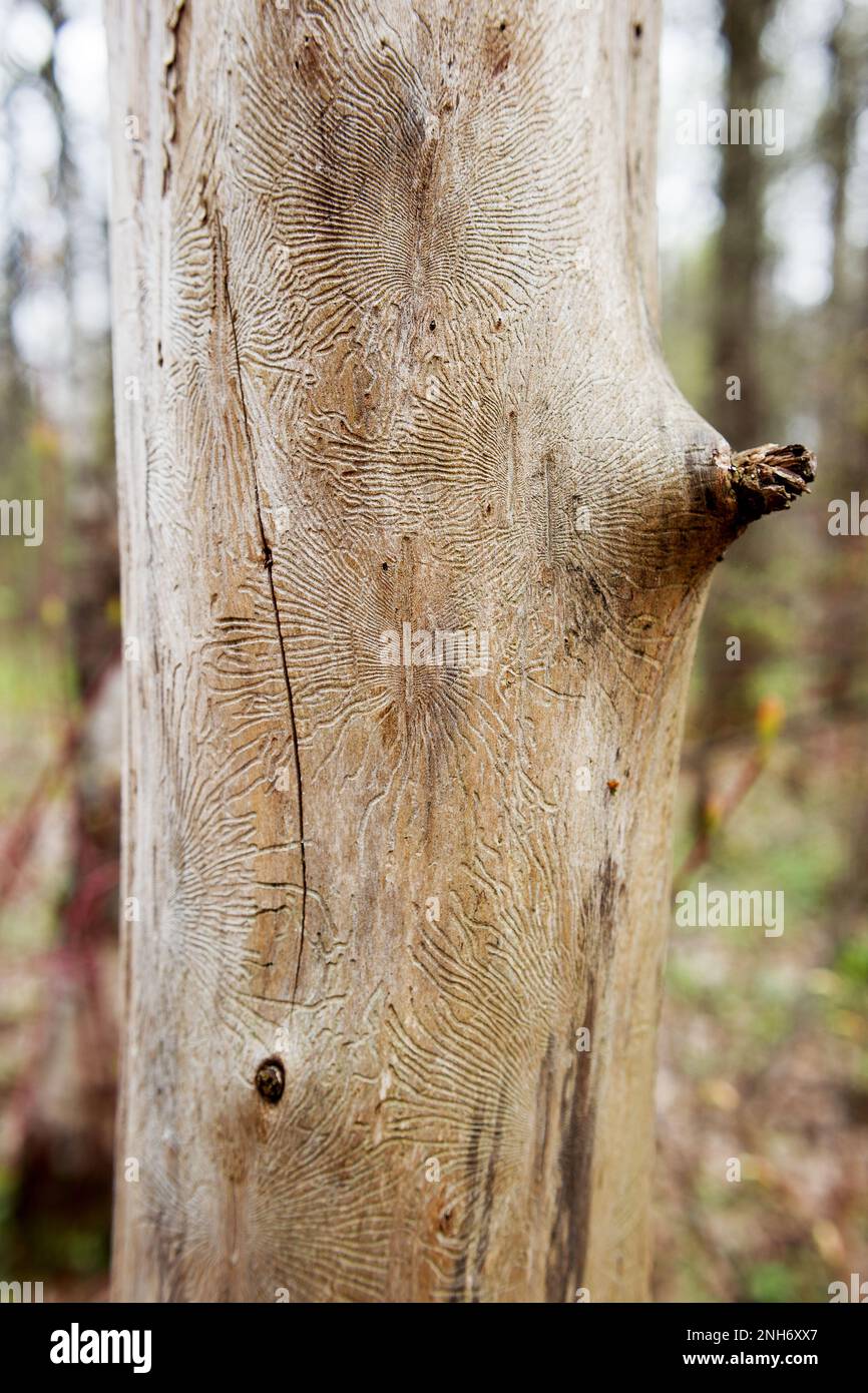 Seltsame Spuren von Insektenrindenkäfer in den Baum. Getrockneter Baum im Wald ohne Rinde. Stockfoto