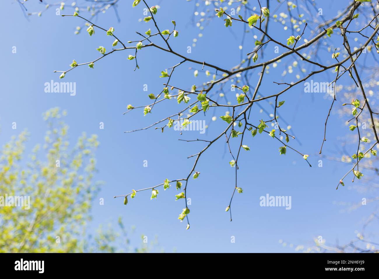 Abstrakter Frühjahrshintergrund. Äste mit grünen Knospen. Klarer blauer Himmel. Stockfoto