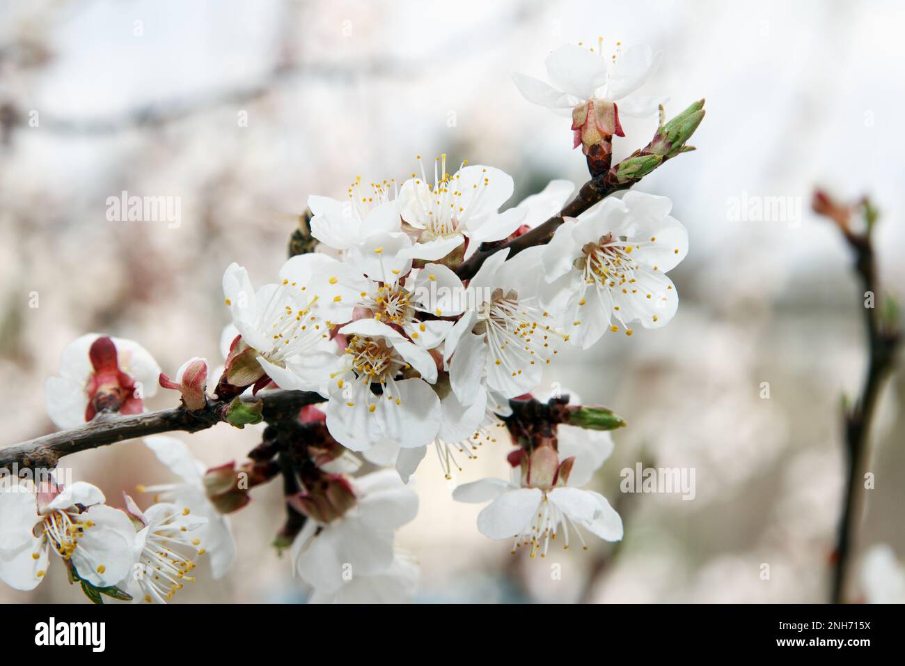 Aprikosenobstbaumblüten mit dichten weißen Blüten im Garten im Frühling. Bestäubungsperiode. Schöner Frühlingshintergrund Stockfoto