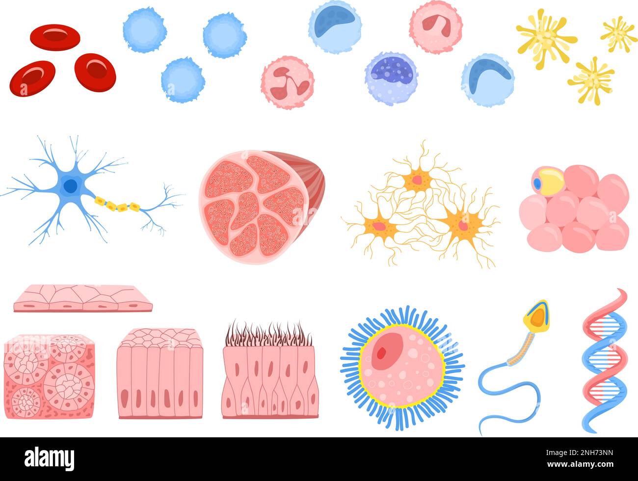 Set mit isolierten menschlichen Zellen flache Symbole von Stammknochenzellen Muskelfaser und Blutzellen Vektordarstellung Stock Vektor