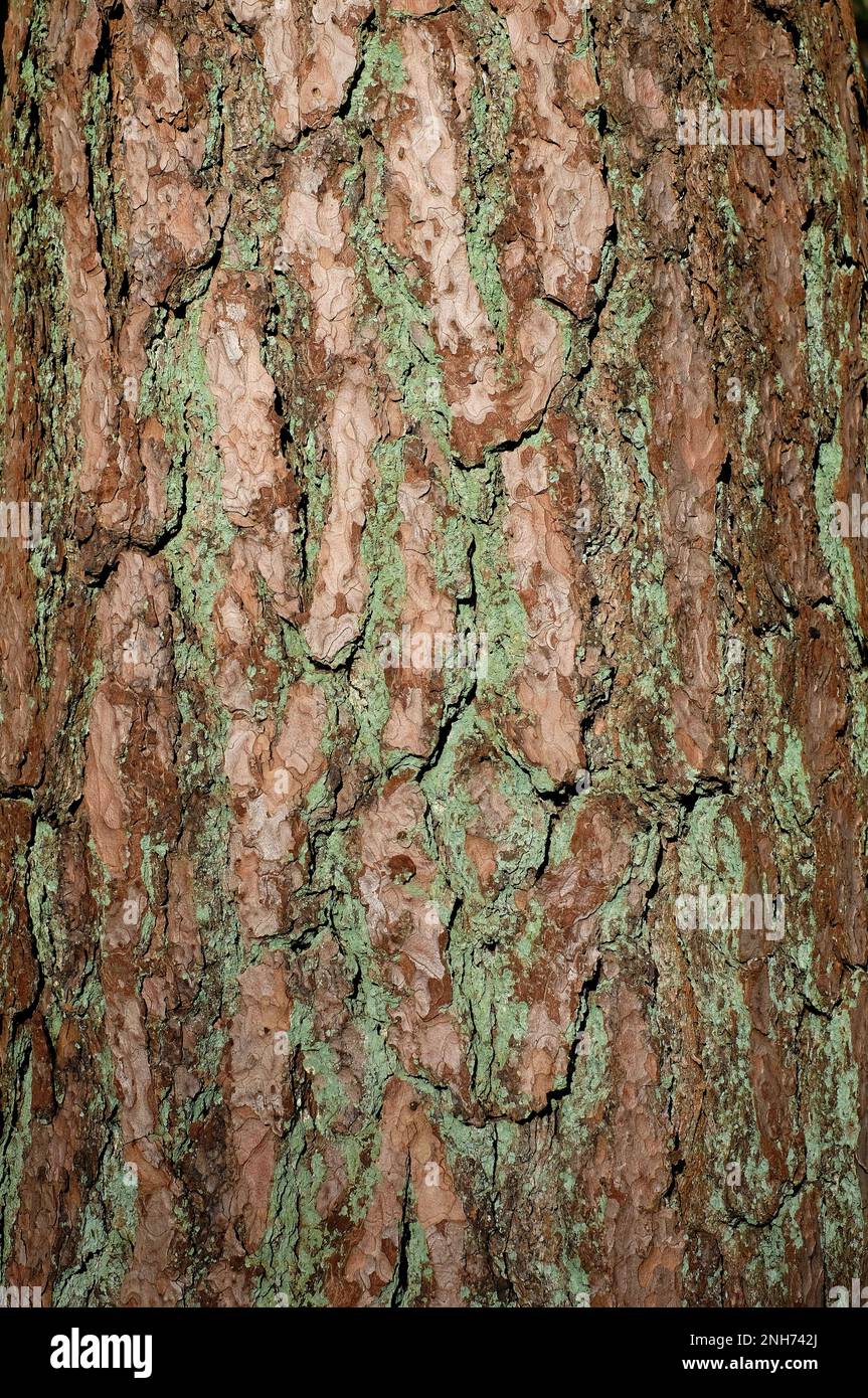 Nahaufnahme der Rinde von Nadelbäumen Stockfoto
