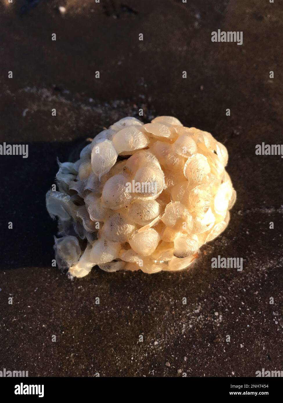 Die Abendsonne beleuchtende Schneckeneierschnecke (auch bekannt als Fischerseife) Gemeiner Schnecke (Buccinum undatum) ist ein gebräuchlicher Name, der auf verschiedene Arten von Seeschnecken angewendet wird Stockfoto