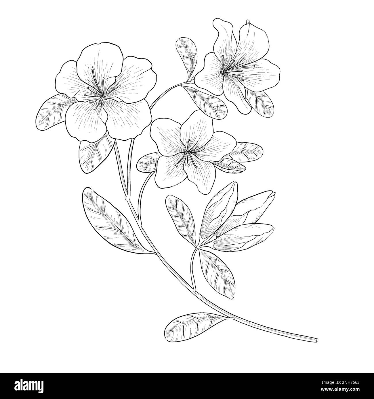 Botanische Darstellung des Azalea-Konturvektors. Strichzeichnungen digital gezeichnete Illustrationen. Stockfoto