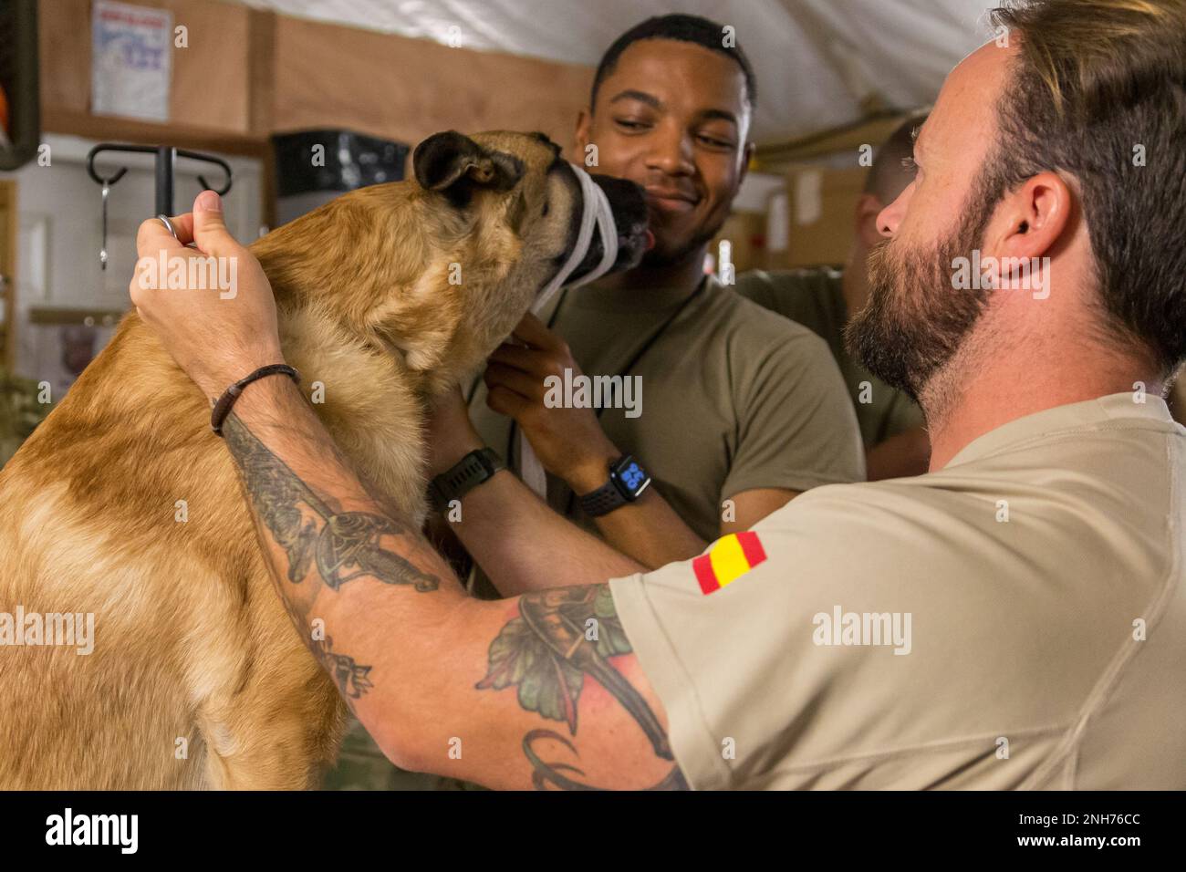 SPC. Marshawn Jones, Spezialist für medizinische Logistik bei der Task Force MED 374, legt einen Stoffmund auf Nacho, einen militärisch arbeitenden Hund bei der spanischen Contingencies Task Force 431. Nacho ist ein französischer Malinois, der sich in seinem Temperament von dem der belgischen Malinois unterscheidet. Nachos Betreuer, Sergeant Juan Carlos Lopez de Atalaya Rubio, half dabei, die Kontrolle über Nacho zu behalten, während Soldaten und Zivilisten ihm den Maulkorb überließen. SPC. Jones, zusammen mit anderen nicht-medizinischen Personal, ist Aufgabe, mit der menschlichen Macht in Massenverletzten zu helfen und müssen die grundlegende medizinische Versorgung und den Transport der Patienten verstehen Stockfoto