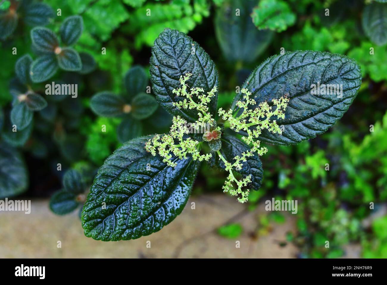 Nahaufnahme der Blätter und Blüte von Pilea involucrata, der Freundschaftsfabrik. Stockfoto