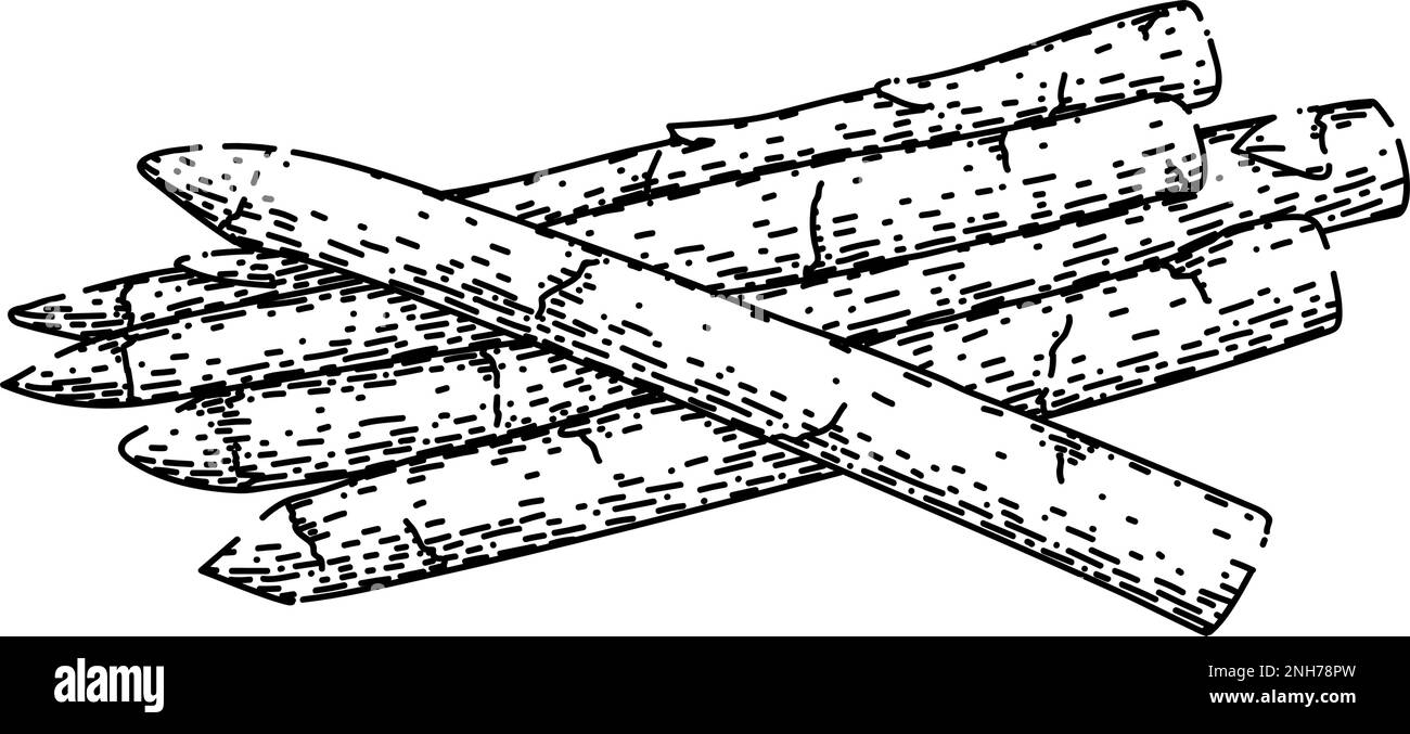 Von Hand gezeichnete Vektordarstellung der weißen Skizze mit Spargel Stock Vektor