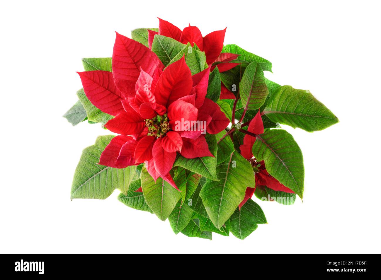 Poinsettia oder Weihnachtsstern, isoliert auf weißem Hintergrund. Weihnachtskonzept und Neujahrskonzept. Stockfoto