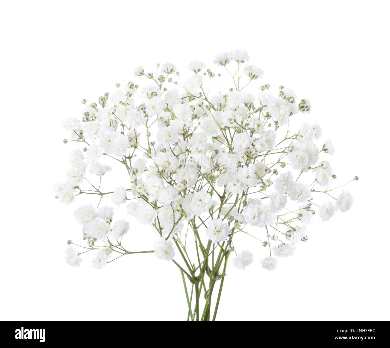 Kleiner Strauß von Gypsophila-Blüten, isoliert auf weißem Hintergrund. Baby-Atem Stockfoto