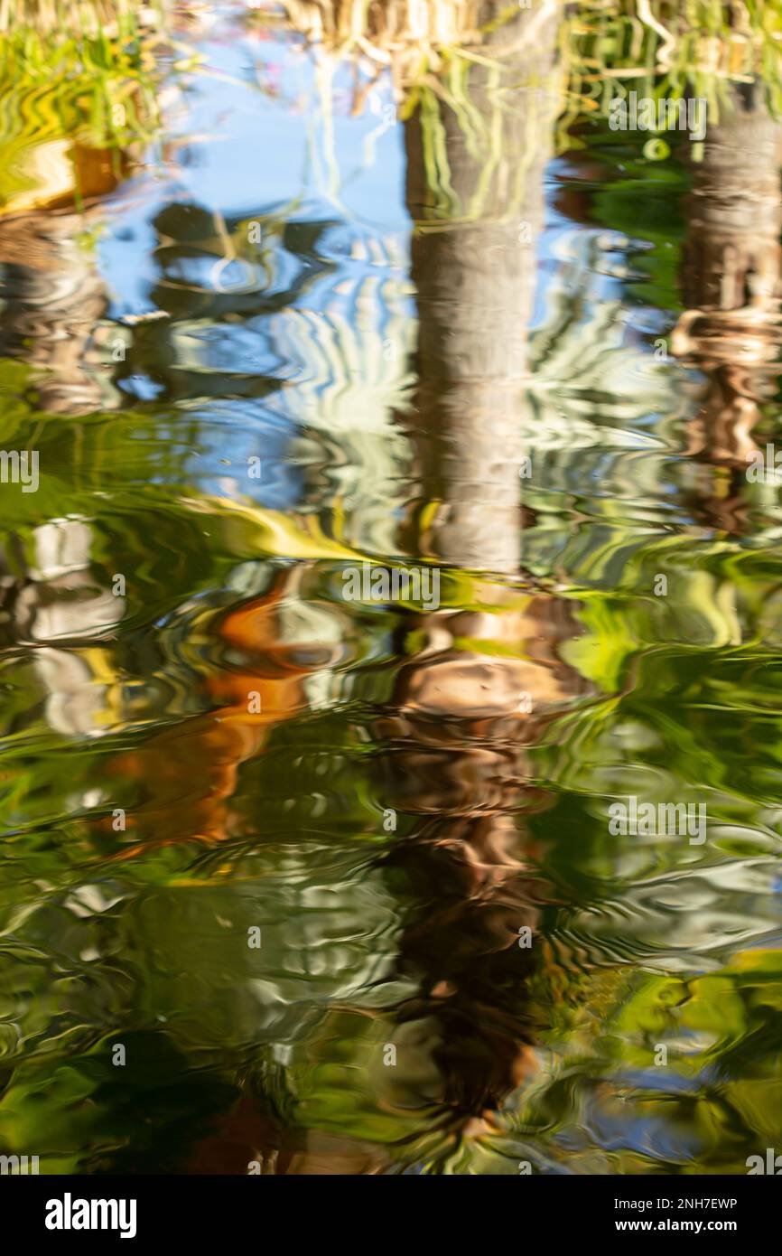 Unglaublich schöne Koi Karpfen, Amurenkarpfen, Cyprinus rubrofuscus, in einem künstlichen Teich auf Teneriffa (Kanarische Inseln) mit einem farbenfrohen Hintergrund Stockfoto