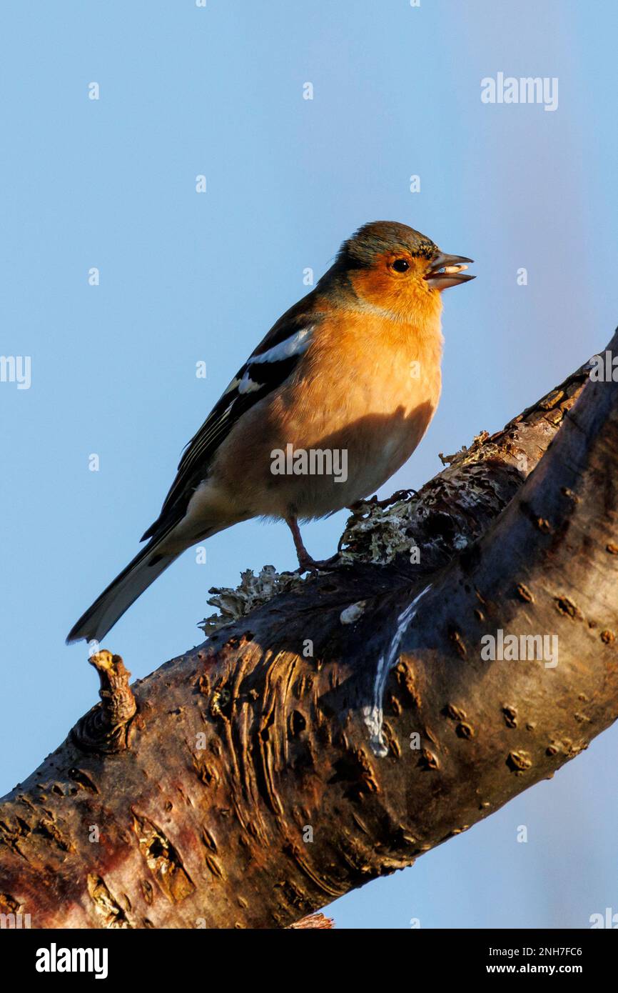 Männlich Chaffinch (Fringilla Coelebs) Sussex, Großbritannien Stockfoto