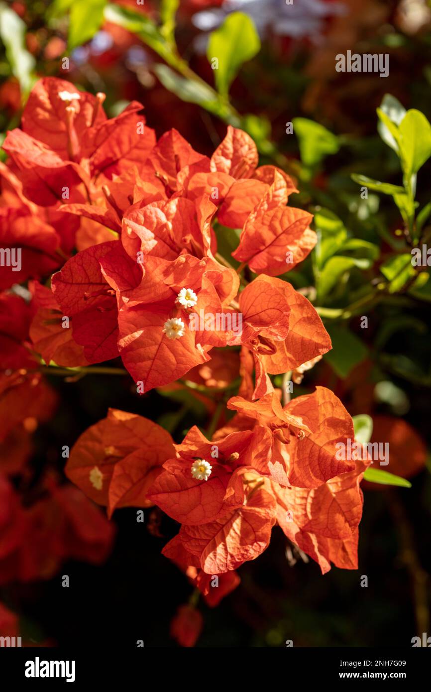 Atemberaubende Vorstellung des blühenden Bougainvillea im Wintersonnenziel Teneriffa. Natürliches Pflanzenporträt aus der Nähe Stockfoto