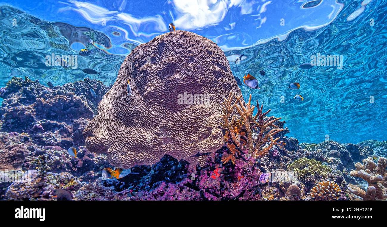 Korallenriff im Südpazifik vor der Küste von North Sulawesi, Indonesien Stockfoto