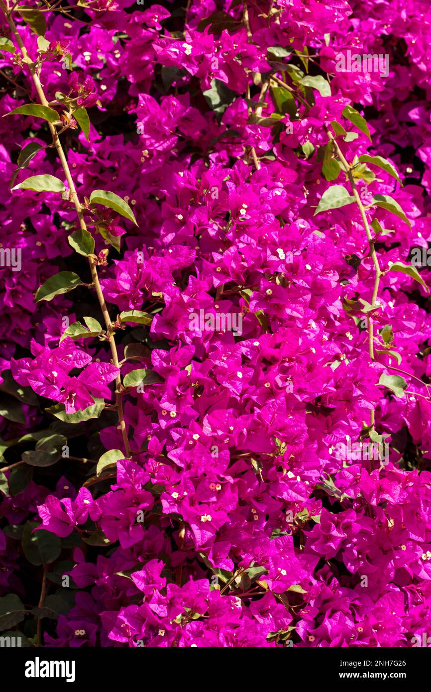 Atemberaubende Vorstellung des blühenden Bougainvillea im Wintersonnenziel Teneriffa. Natürliches Pflanzenporträt aus der Nähe Stockfoto