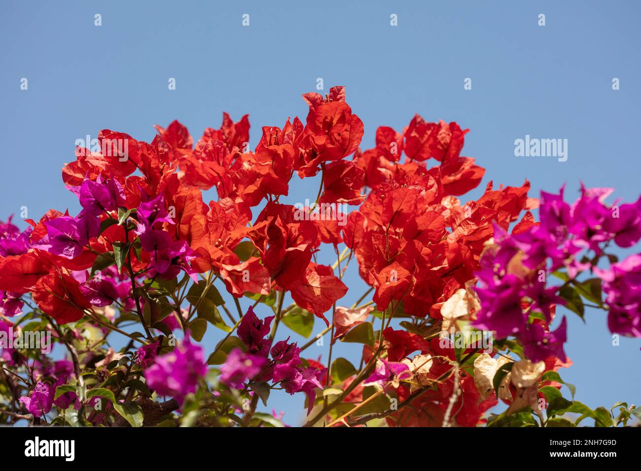 Atemberaubende Vorstellung des blühenden Bougainvillea im Wintersonnenziel Teneriffa. Natürliches Pflanzenporträt aus der Nähe Stockfoto