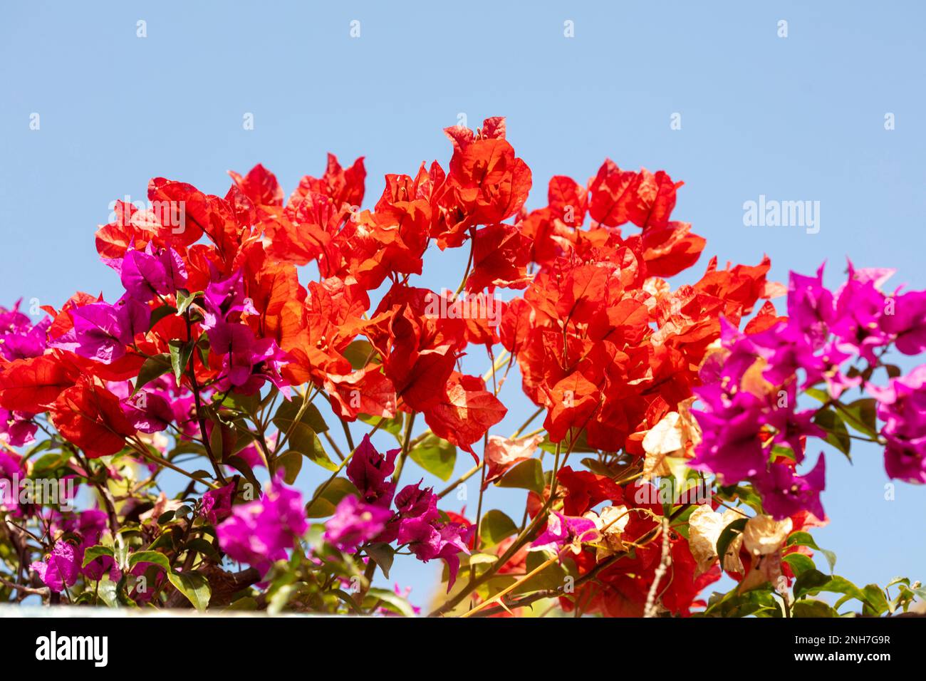 Atemberaubende Vorstellung des blühenden Bougainvillea im Wintersonnenziel Teneriffa. Natürliches Pflanzenporträt aus der Nähe Stockfoto