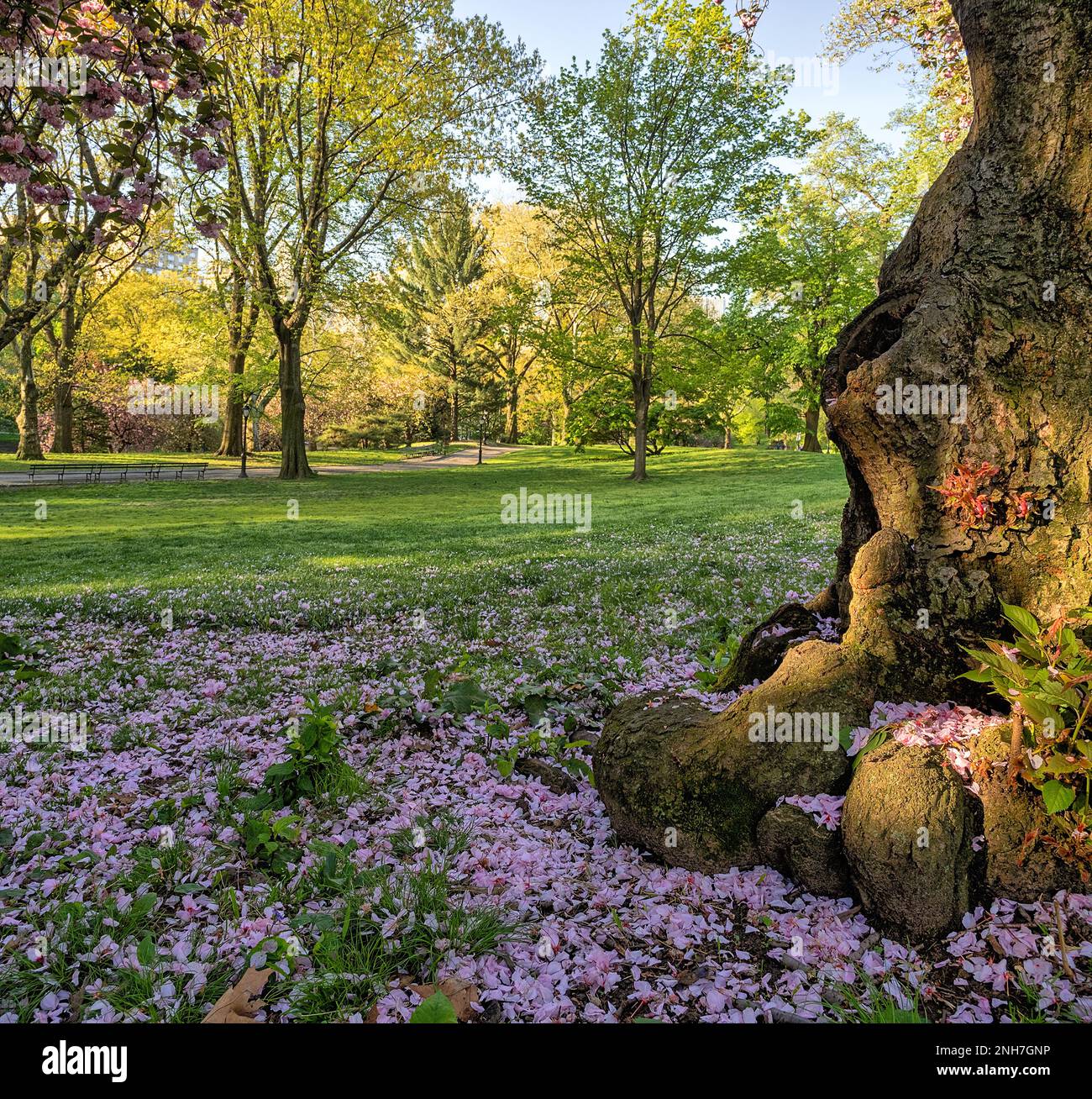 Frühling im Central Park, New York City mit japanischen Kirschbäumen in voller Blüte Stockfoto
