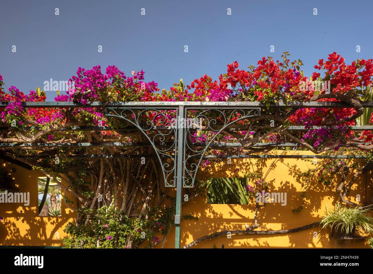 Atemberaubende Vorstellung des blühenden Bougainvillea im Wintersonnenziel Teneriffa. Natürliches Pflanzenporträt aus der Nähe Stockfoto