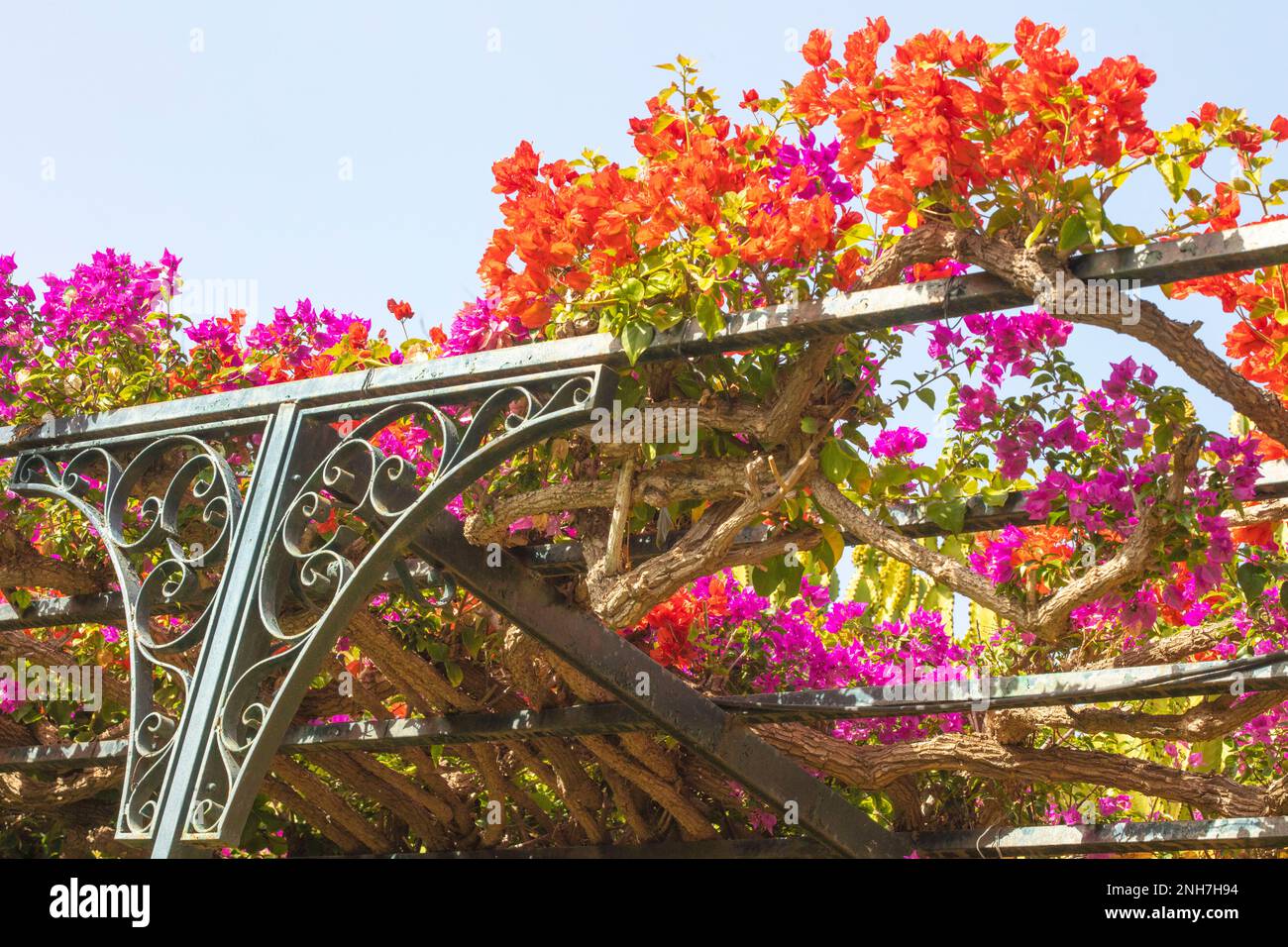 Atemberaubende Vorstellung des blühenden Bougainvillea im Wintersonnenziel Teneriffa. Natürliches Pflanzenporträt aus der Nähe Stockfoto