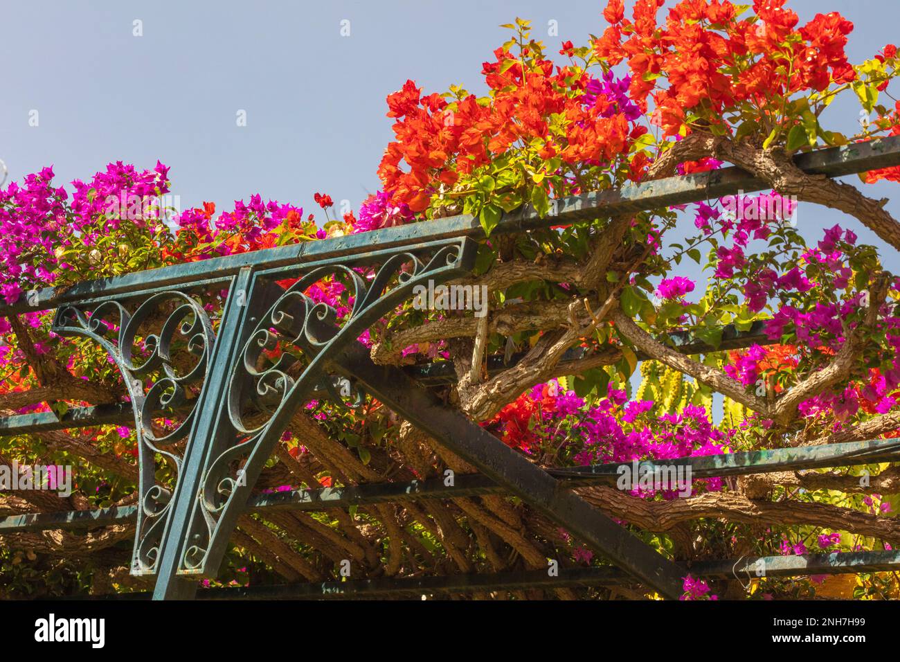 Atemberaubende Vorstellung des blühenden Bougainvillea im Wintersonnenziel Teneriffa. Natürliches Pflanzenporträt aus der Nähe Stockfoto
