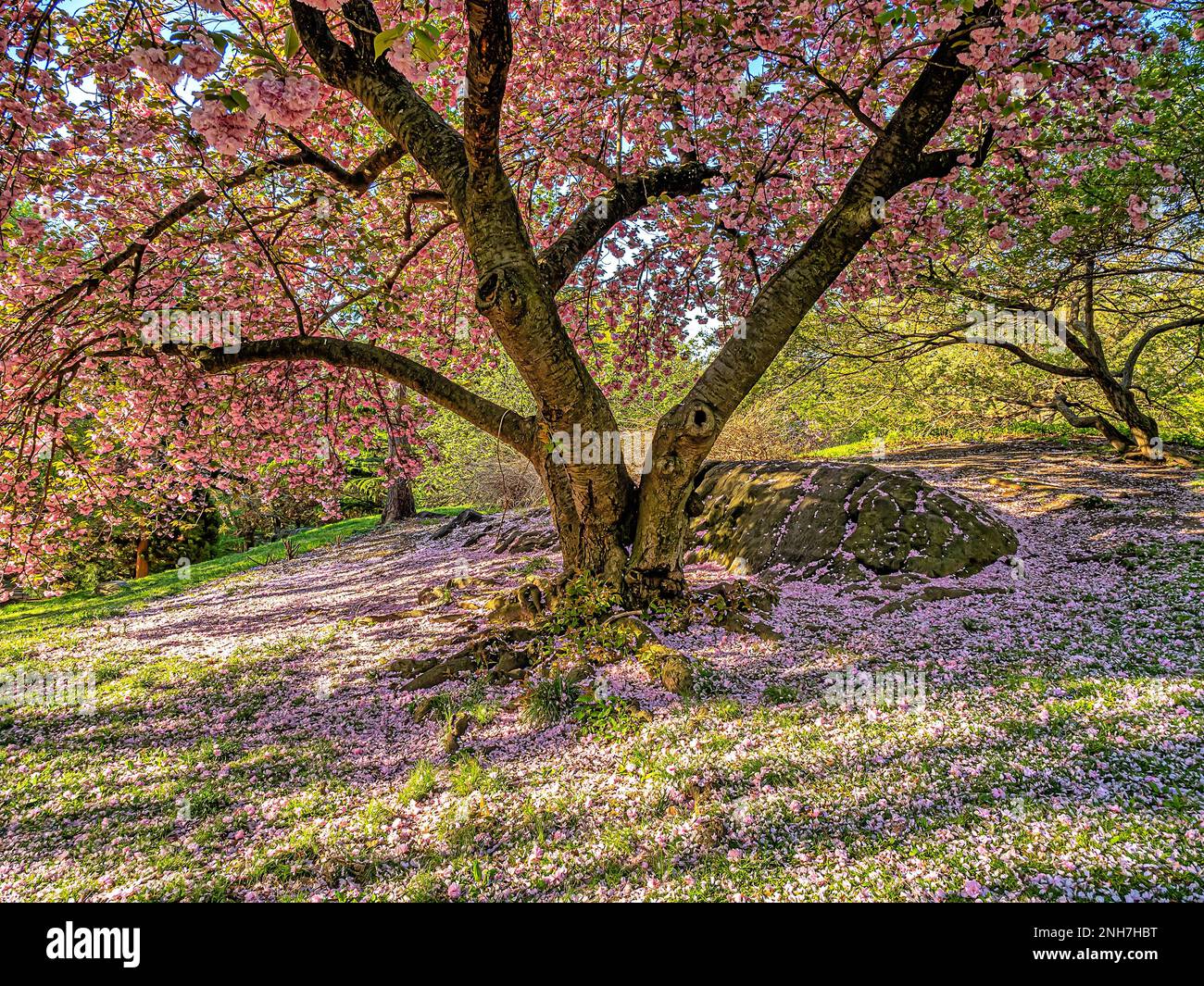 Frühling im Central Park, New York City mit japanischen Kirschbäumen in voller Blüte Stockfoto