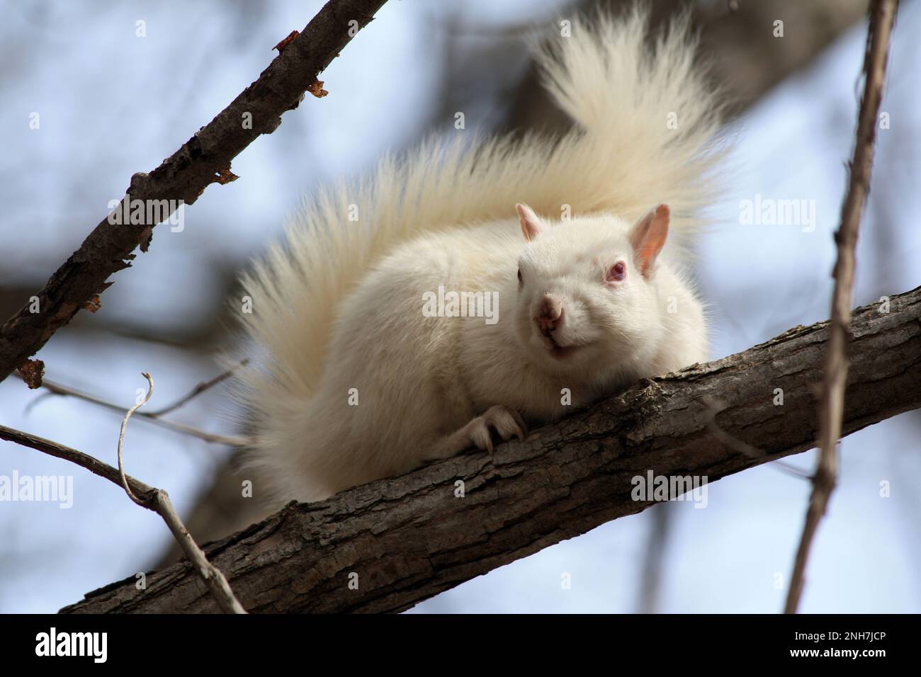 Ein seltenes weißes Albino-Eichhörnchen auf einem Baumzweig an einem Frühlingstag in Osceola, Wisconsin, USA. Stockfoto