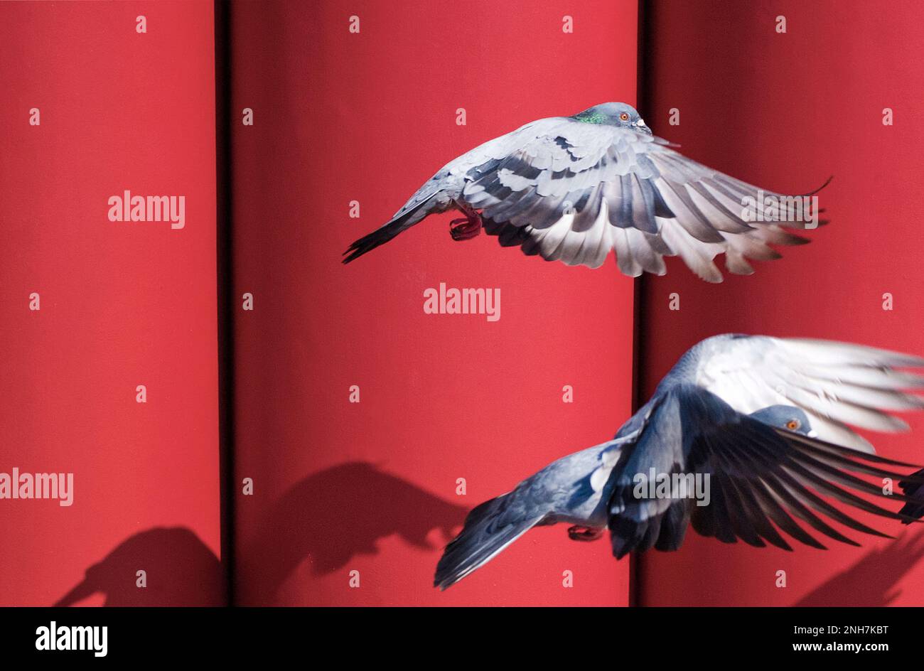 Tauben fliegen neben einer roten Säulenmauer, Bangkok, Thailand Stockfoto