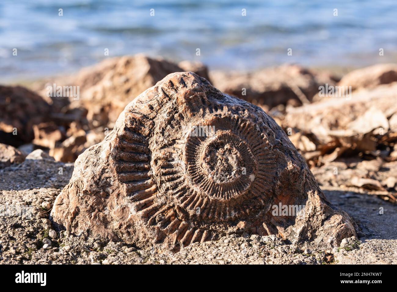 Paläontologischer Stein (Fossil) in Form einer alten Muschelschale am Ufer des Gardasees in der Lombardei Stockfoto