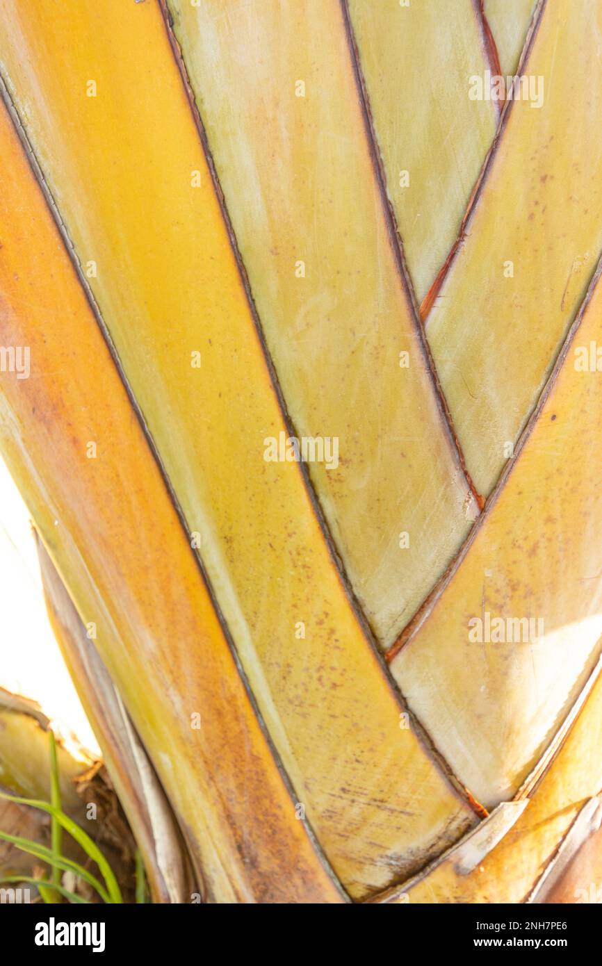 Faszinierendes Strelitzia Nicolai, riesiger weißer Vogel des Paradieses, wilde Banane, in der Wintersonne von Puerto de la Cruz, Teneˈɾife; Tenerif Stockfoto