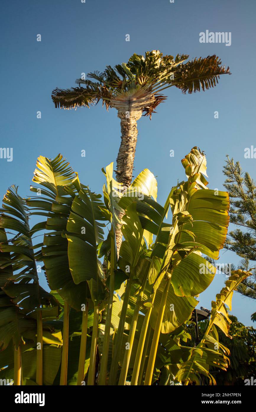 Faszinierendes Strelitzia Nicolai, riesiger weißer Vogel des Paradieses, wilde Banane, in der Wintersonne von Puerto de la Cruz, Teneˈɾife; Tenerif Stockfoto