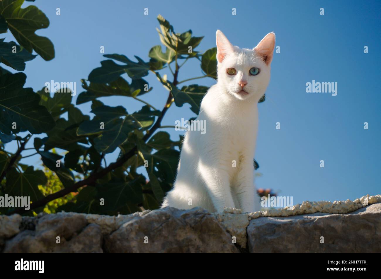 Weiße Katze mit einem grünen Auge und einem blauen Auge sitzt an einer Wand. Blauer Himmel und Blätter im Hintergrund. Katze mit ungewöhnlicher Augenfarbe. Stockfoto