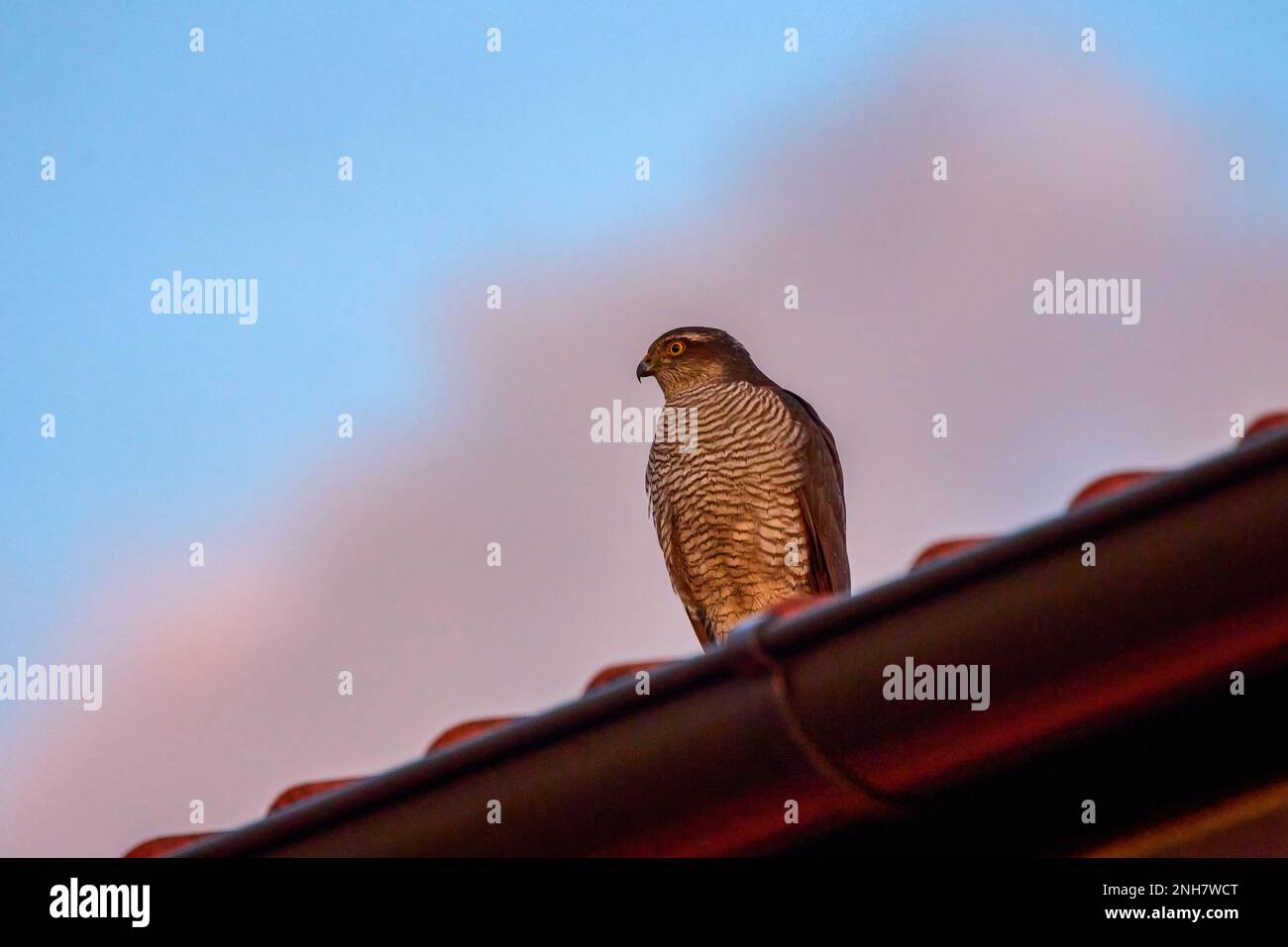 A (Accipiter nisus) auf dem Dach eines Hauses Stockfoto