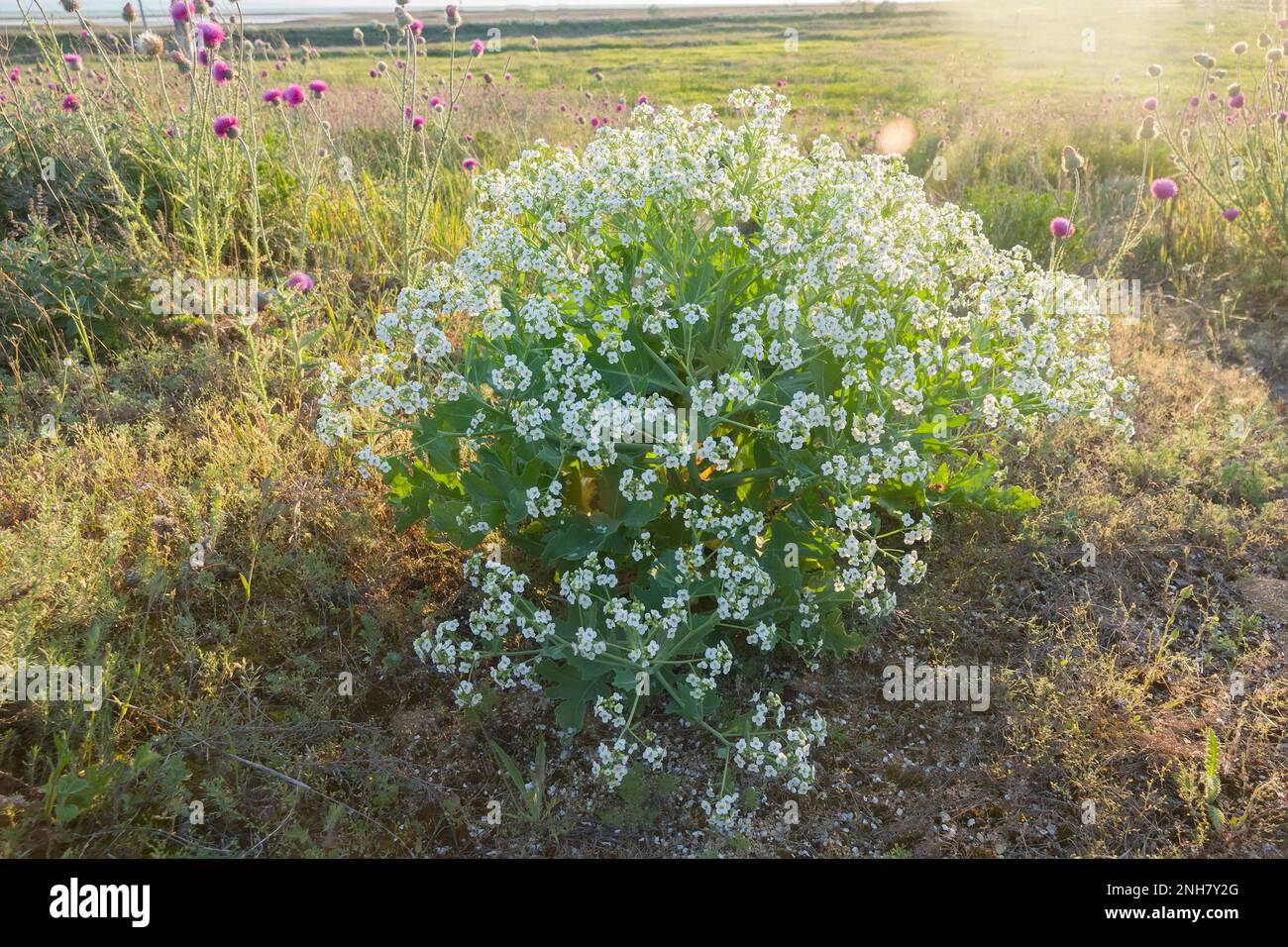 Buschkohl (Crambe aspera) auf dem gesalzenen trockenen Steppenboden am Ufer des Siwaschsees Krim Stockfoto