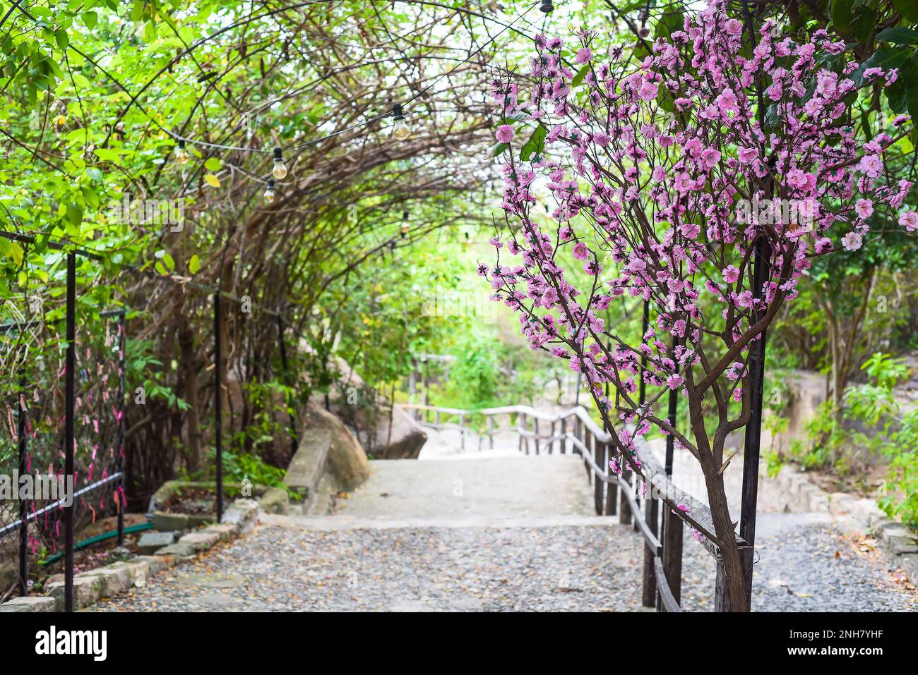 Eingang und Treppe mit blühendem Sakurbaum im Frühling in Vietnam Stockfoto