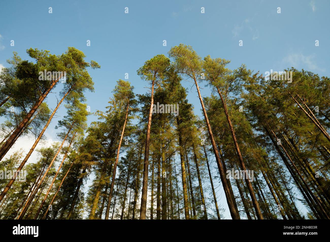 Alle Sitka-Fichtenbäume vor blauem Himmel zu sehen Stockfoto