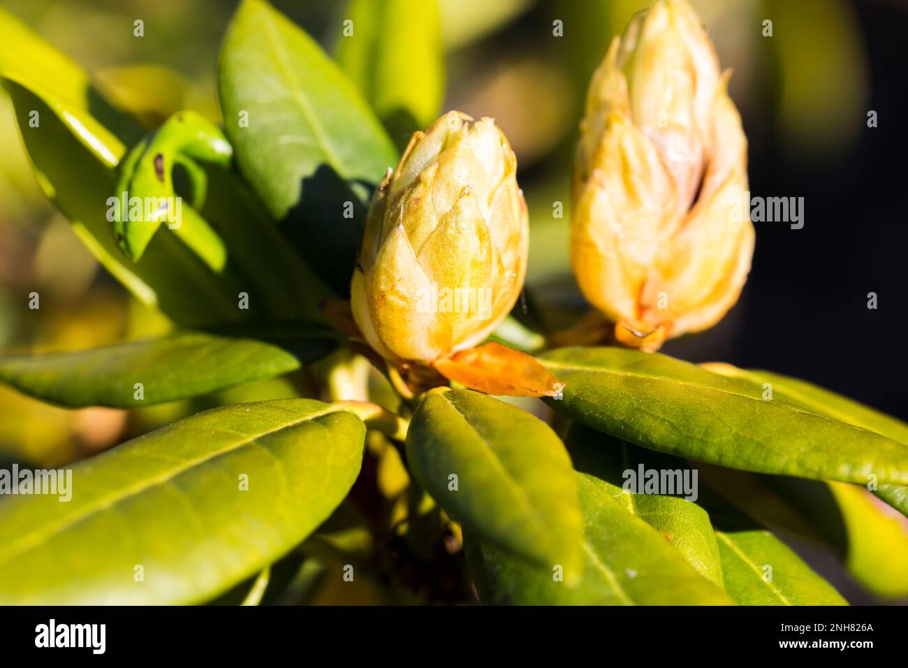 Nahaufnahme der Rhododendron-Pflanze mit hübschen gelben Blütenknospen, nicht geöffnet. Kein Pestizid, Gartenhobby Stockfoto