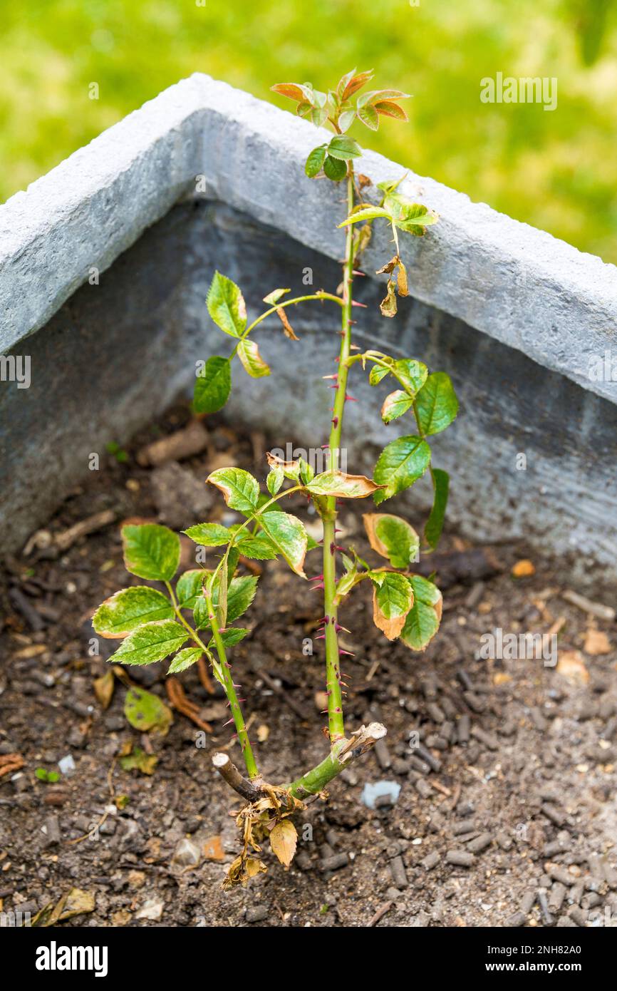 Rosenbuschkrankheit mit gelbbraunen Flecken auf Blättern. Ich brauche Insektizid und Fungizid Stockfoto