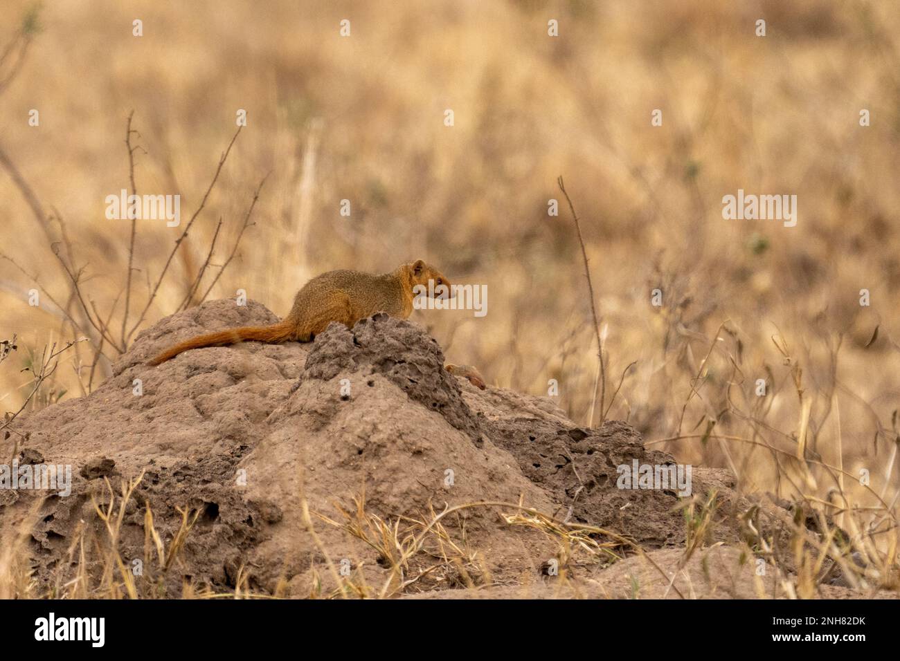 Alert dwarf Mongoose (Helogale parvula) in der Nähe einer termite Damm. Dieses kleine Fleischfresser ist sehr sozial, leben in großen Gruppen von bis zu 20 Personen. M Stockfoto