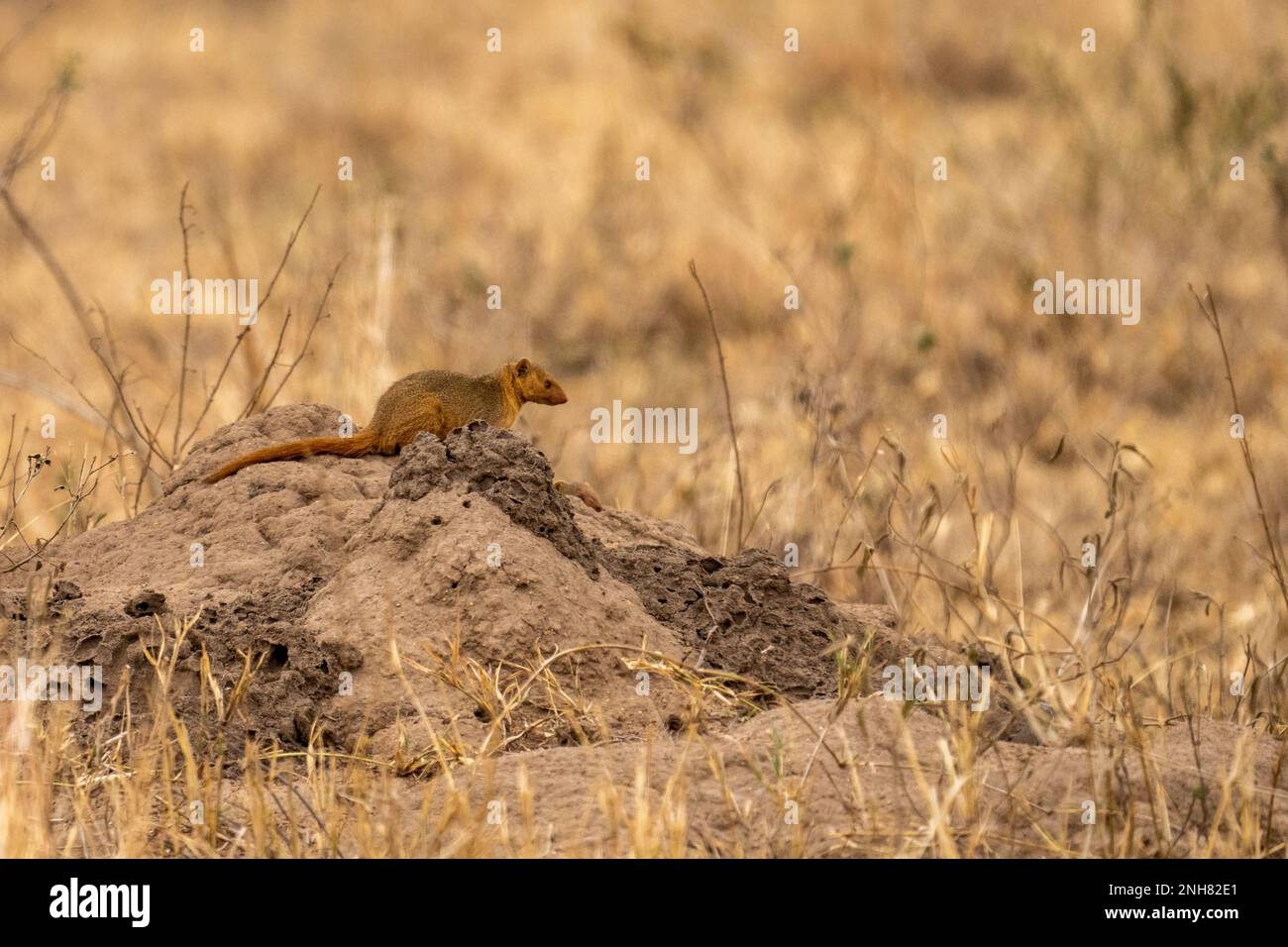 Alert dwarf Mongoose (Helogale parvula) in der Nähe einer termite Damm. Dieses kleine Fleischfresser ist sehr sozial, leben in großen Gruppen von bis zu 20 Personen. M Stockfoto