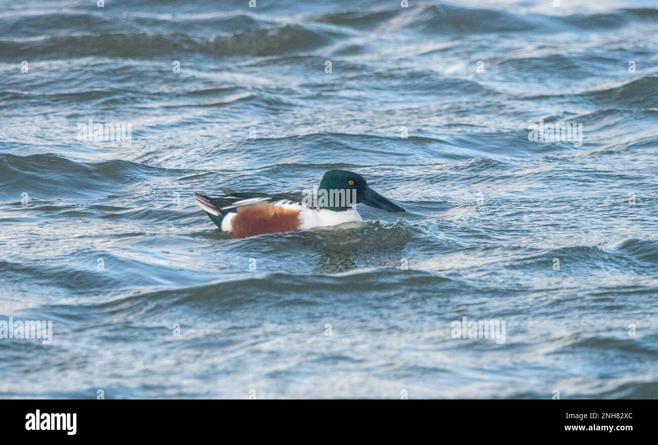 Löffelente (Anas Clypeata) Stockfoto