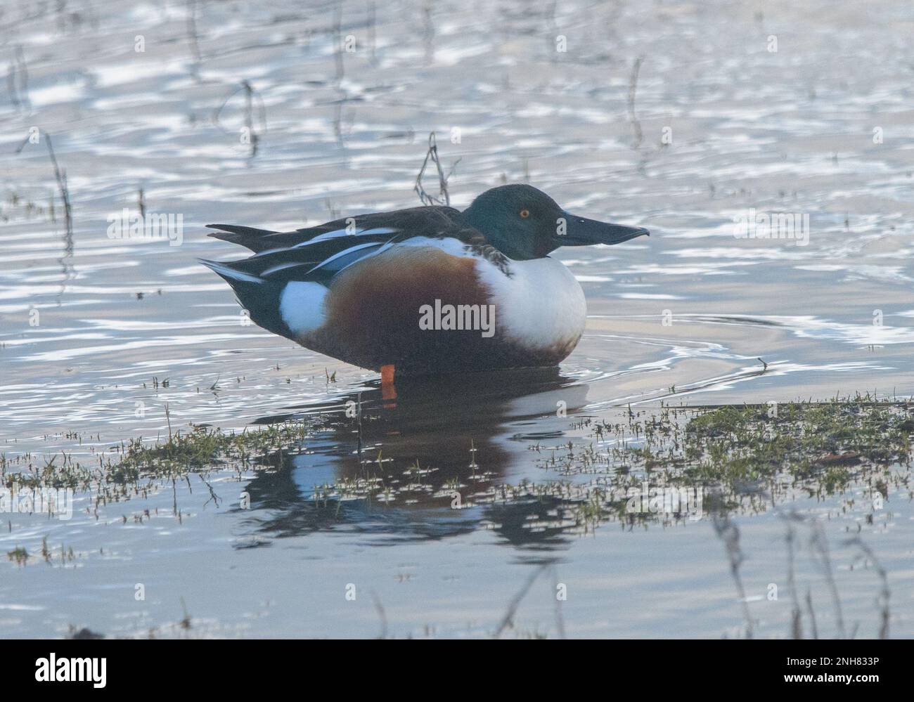 Löffelente (Anas Clypeata) Stockfoto